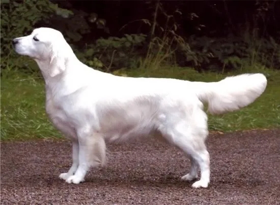 Dog picture