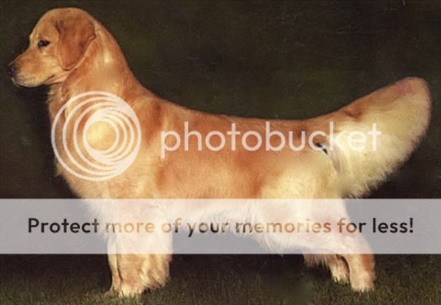 Dog picture
