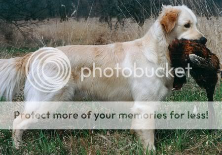 Dog picture