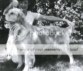 Dog picture