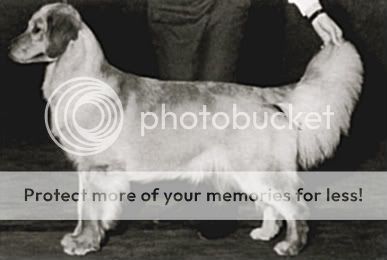 Dog picture