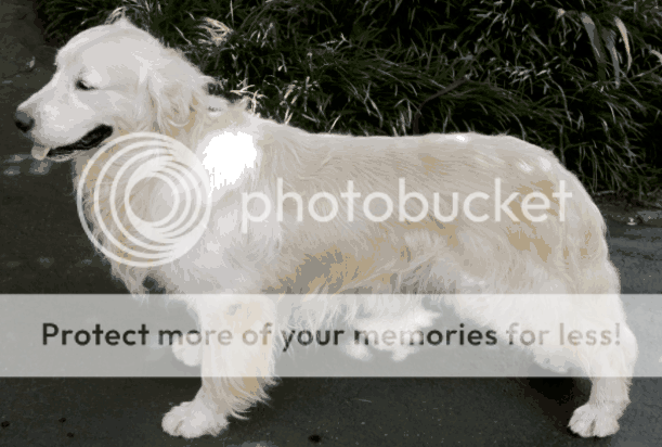 Dog picture