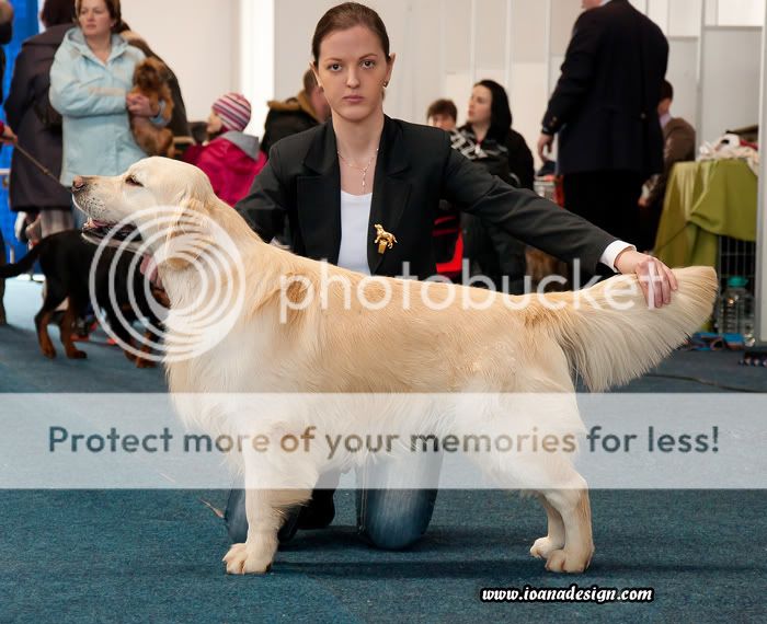 Dog picture