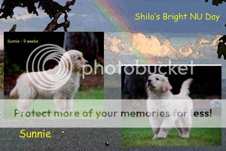 Dog picture