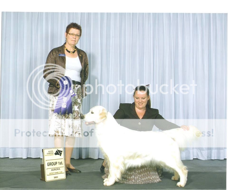 Dog picture