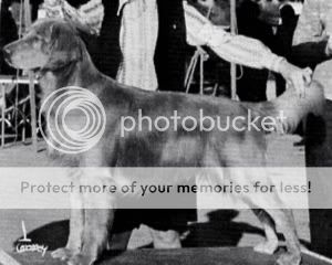 Dog picture