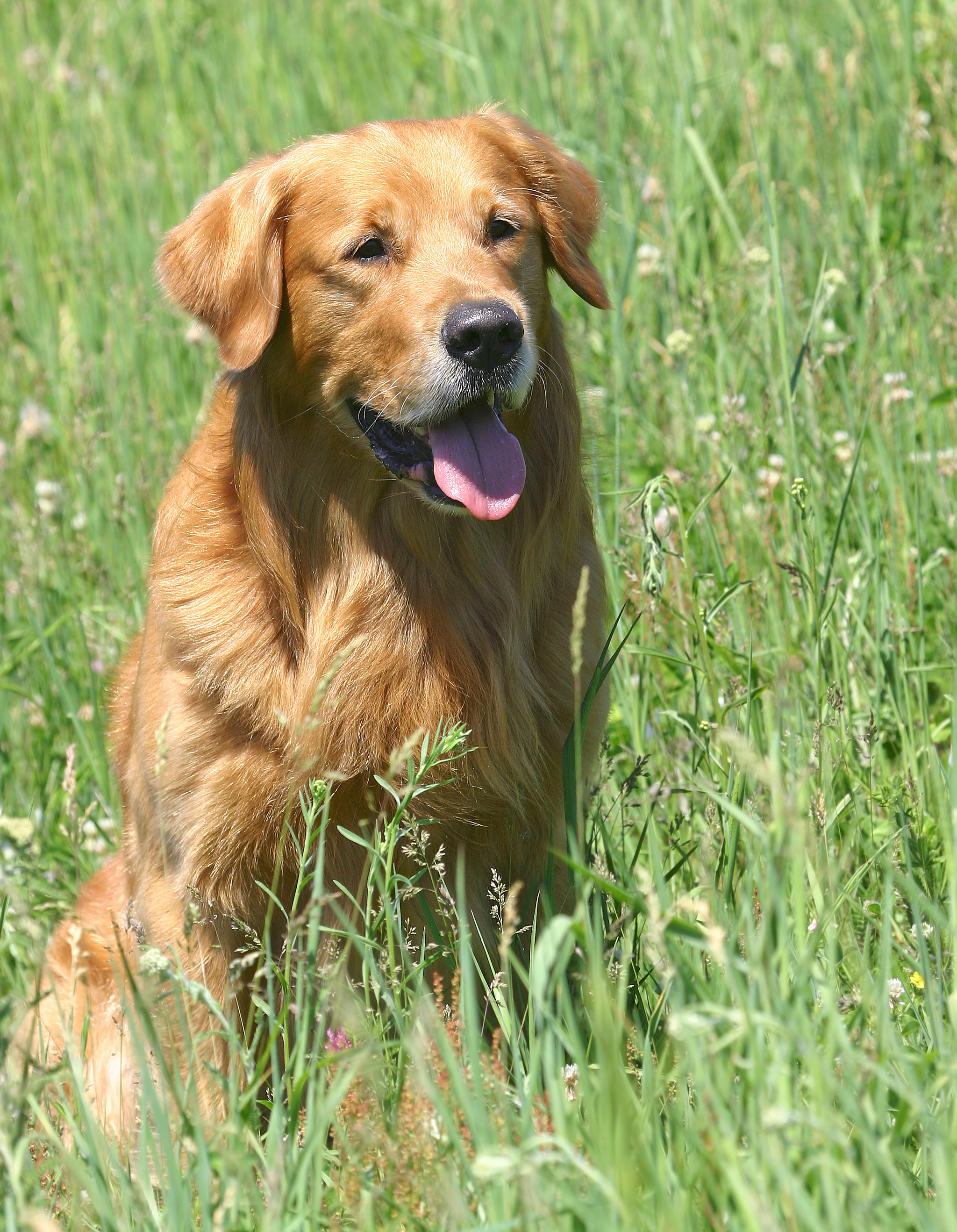 Dog picture