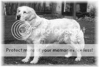 Dog picture