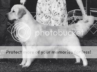 Dog picture