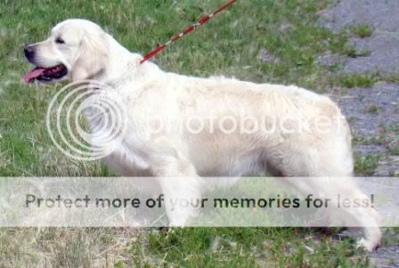 Dog picture