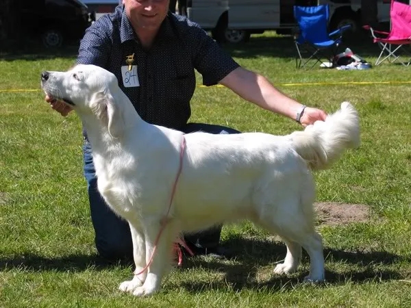 Dog picture