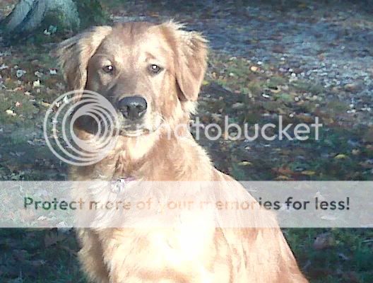 Dog picture