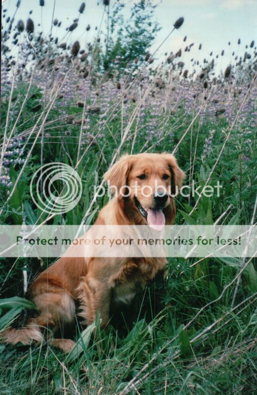 Dog picture