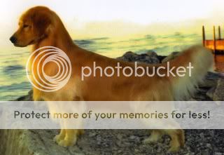 Dog picture
