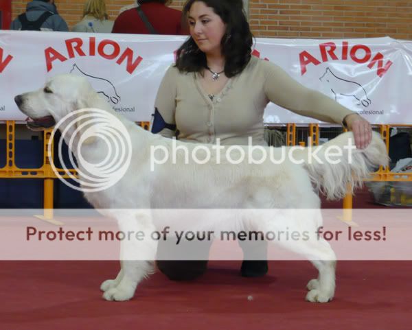 Dog picture