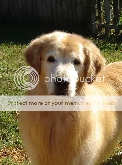 Dog picture