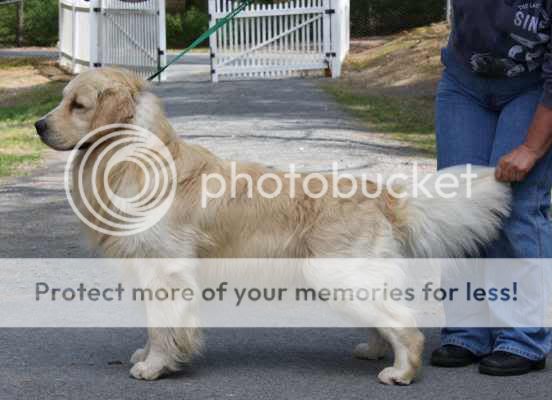 Dog picture