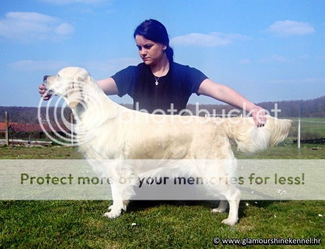 Dog picture