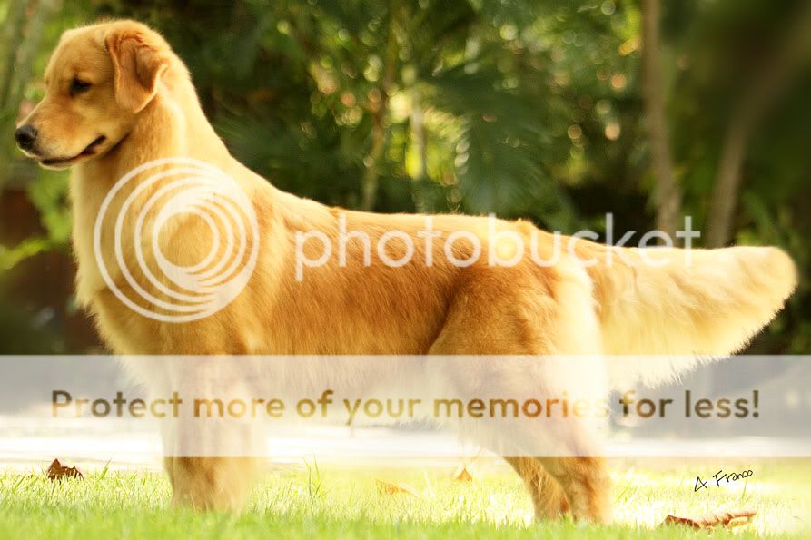 Dog picture