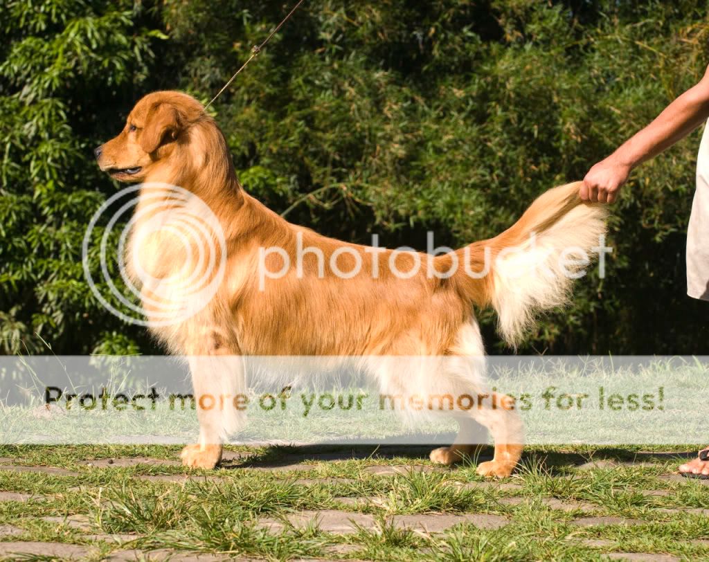 Dog picture