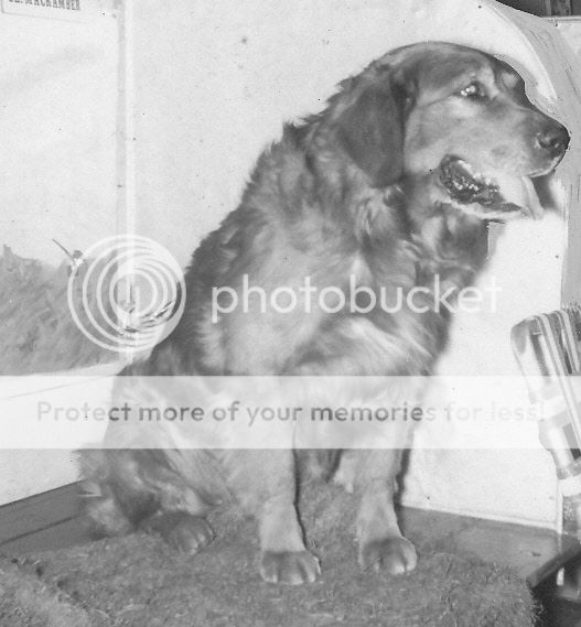 Dog picture