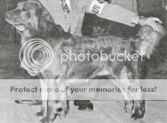Dog picture