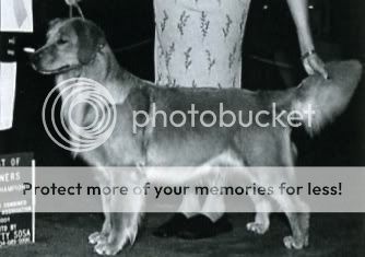 Dog picture