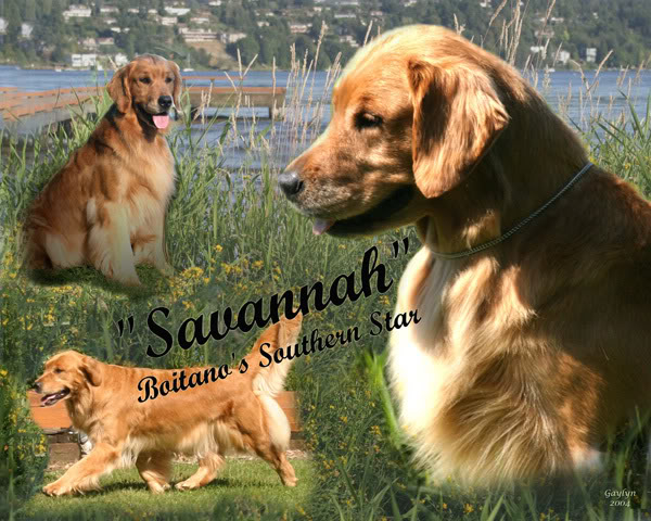 Dog picture