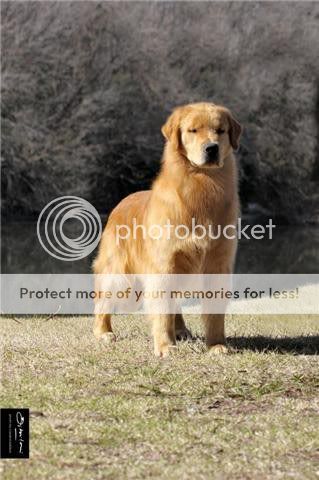 Dog picture