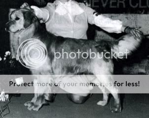 Dog picture