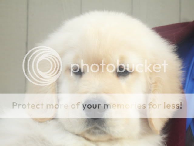 Dog picture