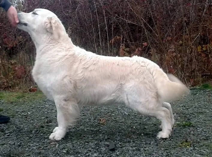 Dog picture
