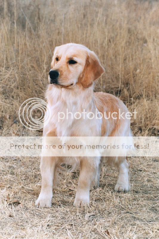 Dog picture