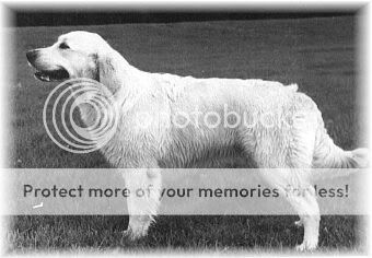 Dog picture