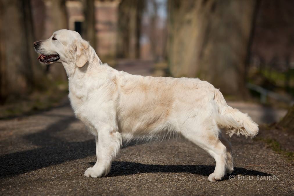 Dog picture