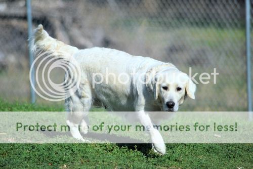Dog picture