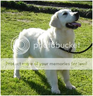 Dog picture