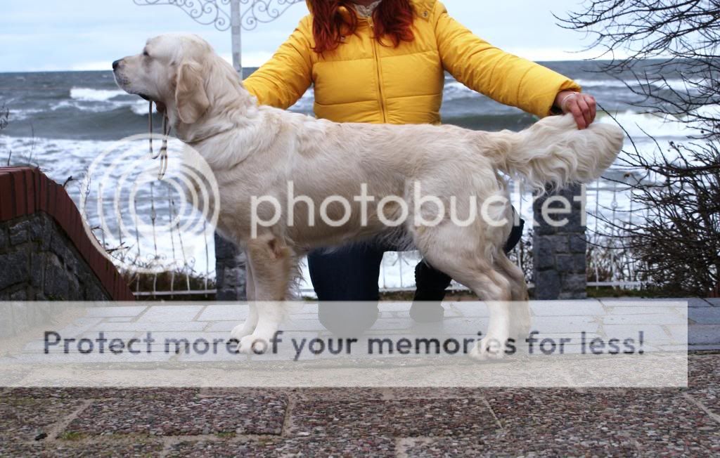 Dog picture