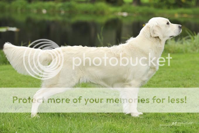 Dog picture