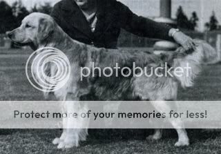 Dog picture