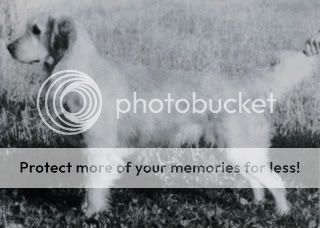 Dog picture