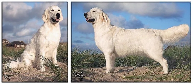 Dog picture
