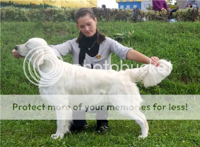 Dog picture