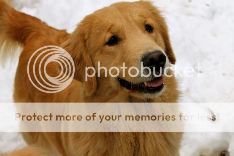 Dog picture