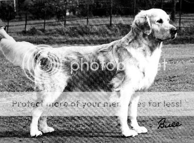 Dog picture
