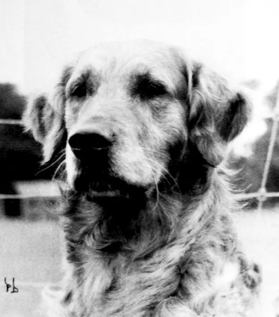 Dog picture