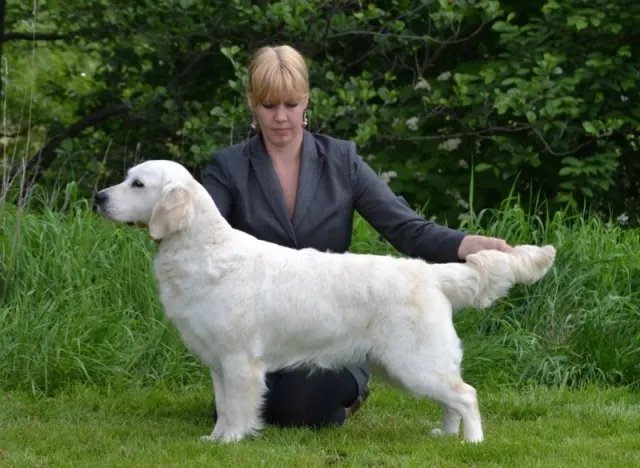 Dog picture