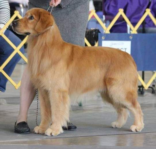 Dog picture