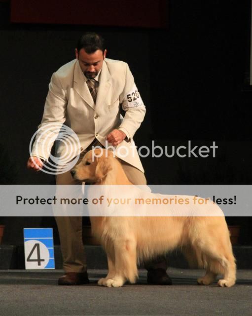 Dog picture