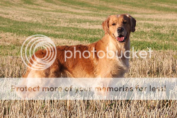 Dog picture